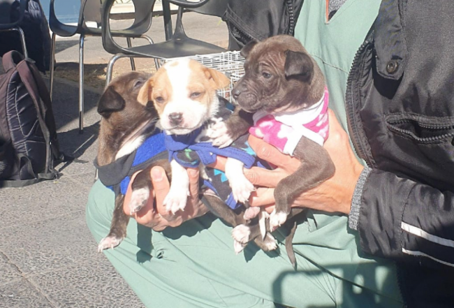 Adopción de mascotas