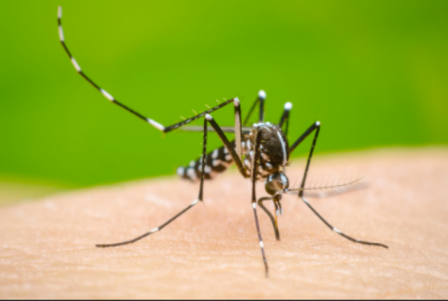 Prevención del dengue