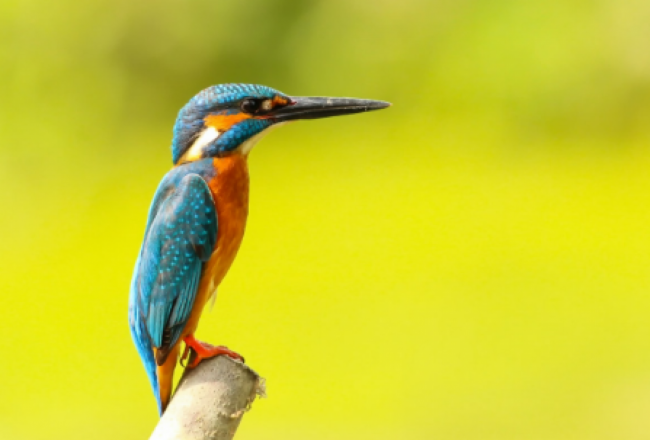 Observación de aves