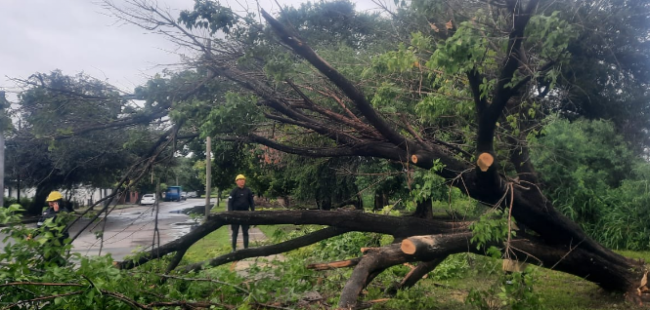 Árboles caídos tras la tormenta