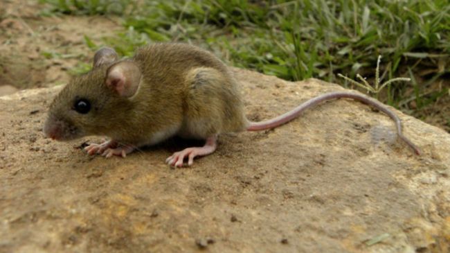 Hantavirus