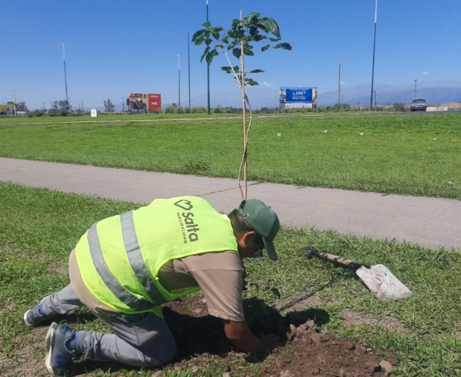 Árboles para la ciudad