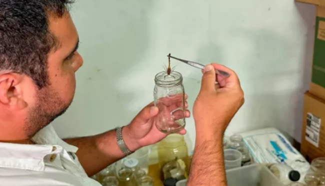 captura de alacranes