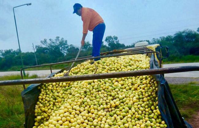 Secuestro de 27.000 kg. de limones