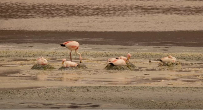 Flamencos en salares salteños