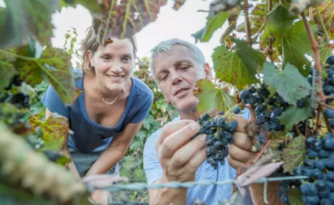 Vendimia en el Valle Calchaqui