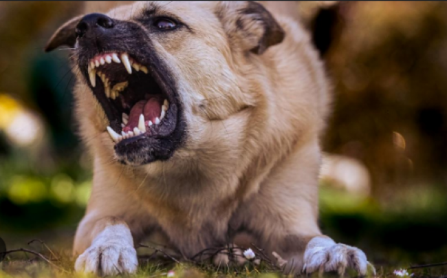 Perros potencialmente peligrosos