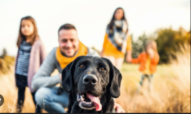 Impulsan relevamiento de animales de compañía