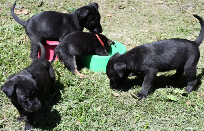 Jornada de adopción