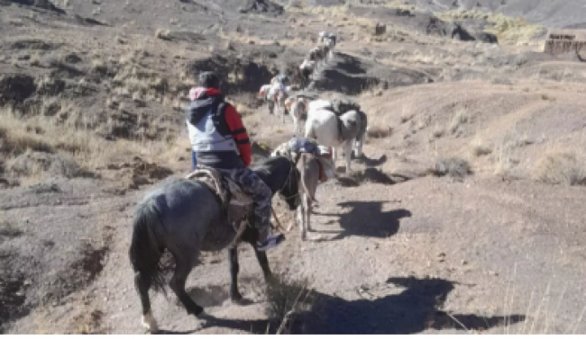 Transporte de asistencia