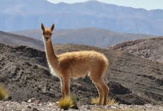 Vicuña