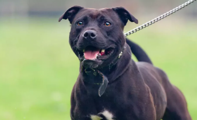 Buscan evitar tragedias con perros peligrosos