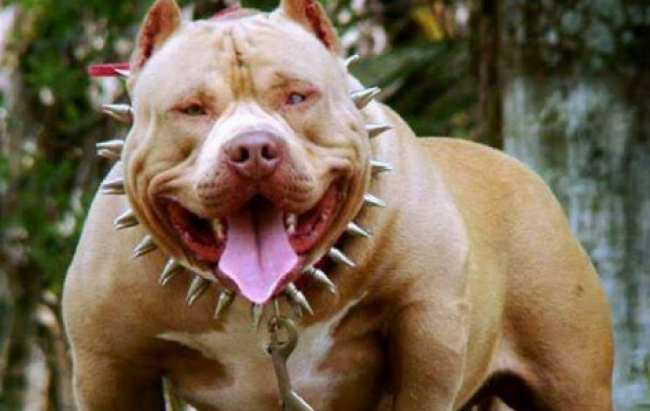 Perros potencialmente peligrosos