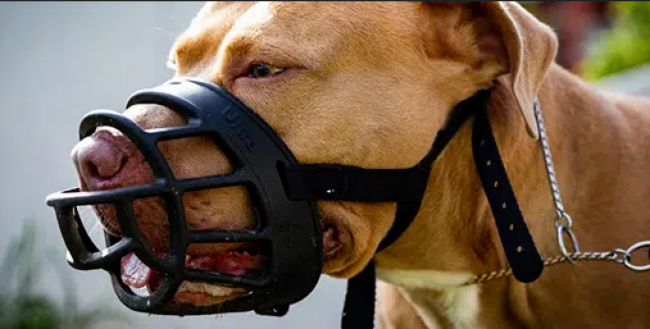 Perros potencialmente peligrosos