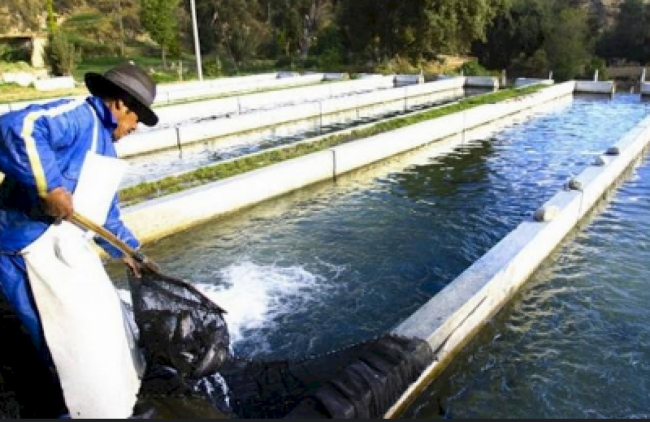 El proyecto vuelve al Senado