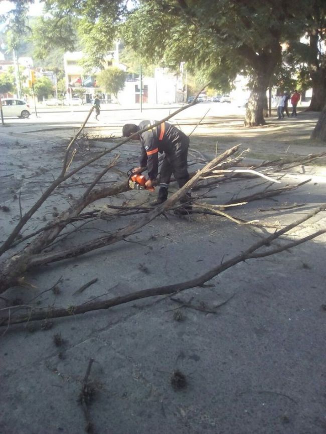 Ramas caídas en el macrocentro