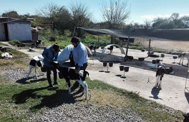 Buscan mejorar la producción de leche