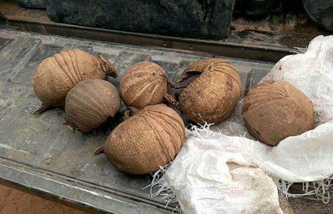 Quirquinchos rescatados