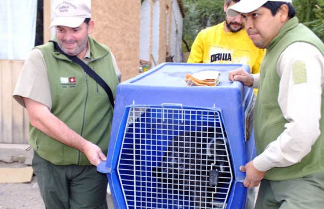 El cóndor ya en cautiverio