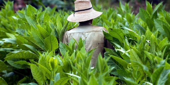 Plantación de tabaco