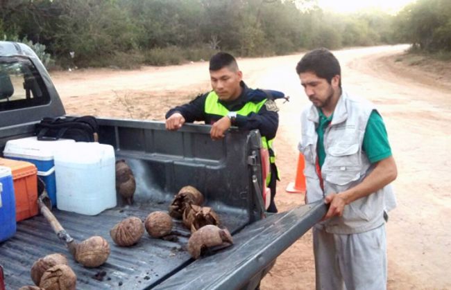 Rescate de quirquinchos