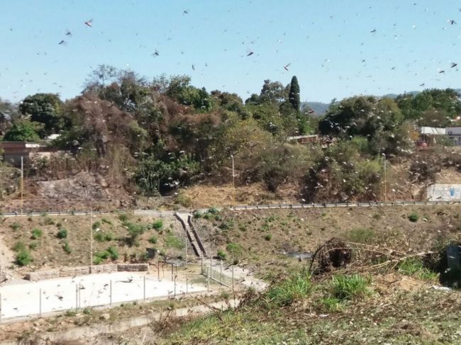 Manga de langostas a su paso por el norte
