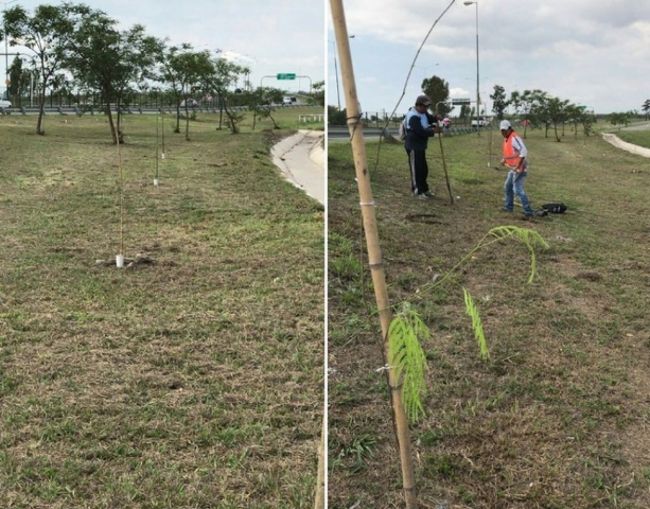 Plantación de árboles