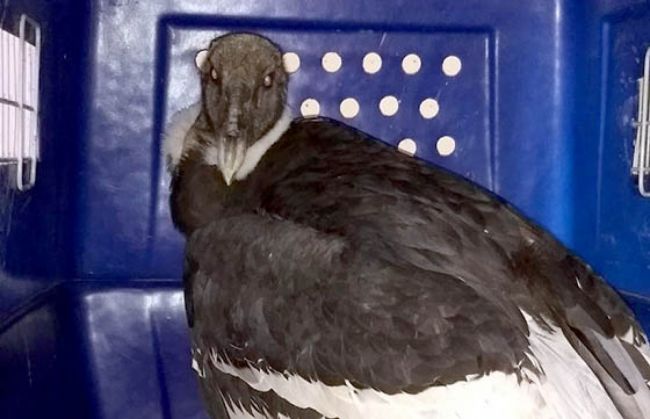 El cóndor rescatado