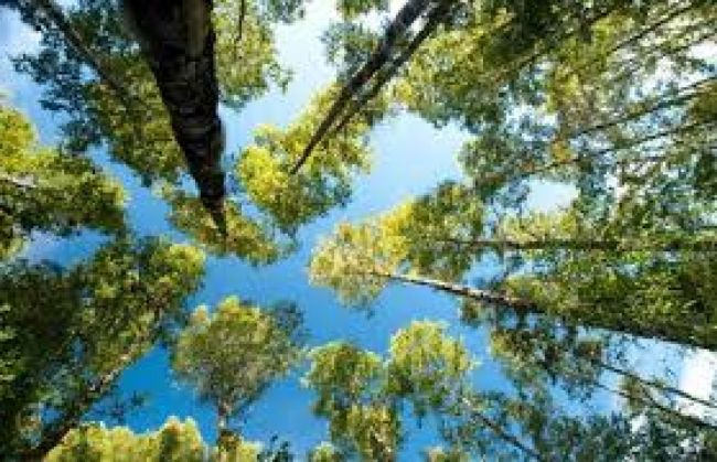 Bosques y sustentabilidad