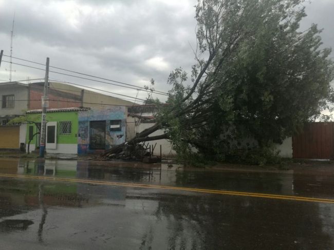 Caída de árboles en Cerrillos