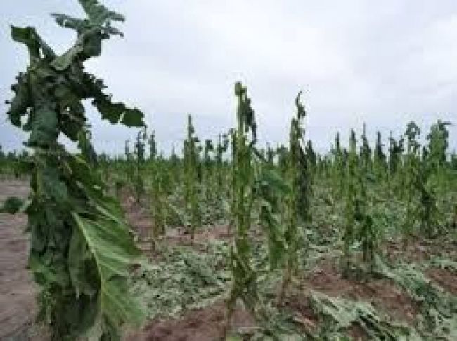 Granizo y devastación en cultivos