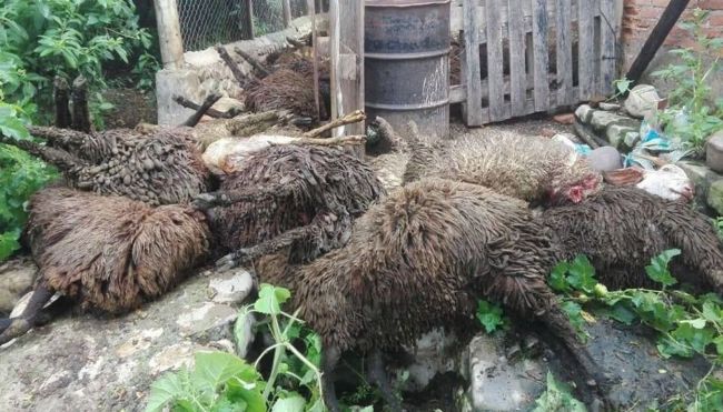 Masacre de caprinos en Vaqueros