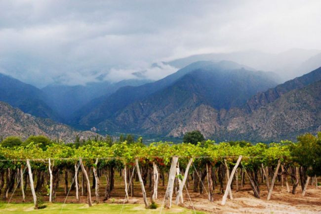 Vendimia en Cafayate