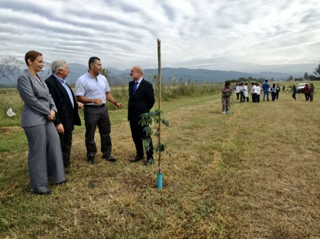 Plantación de árboles