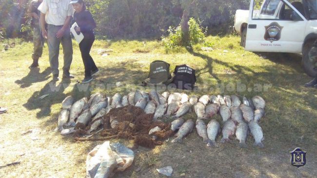 Peces y elementos decomisados