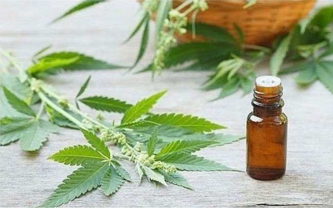 Cannabis medicinal