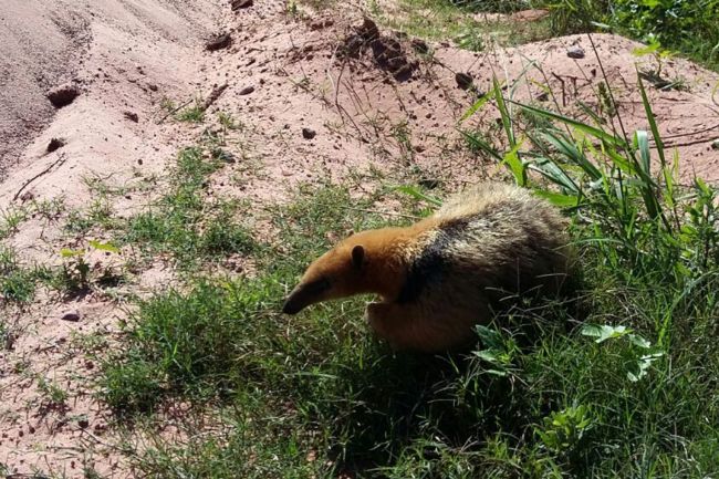 Liberación del oso melero