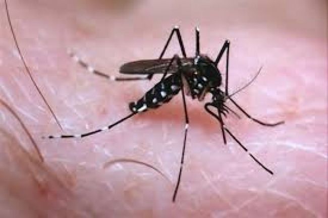 Mosquito transmisor