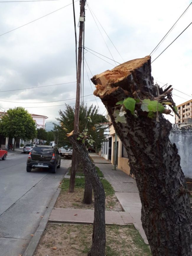 Excesos en la poda