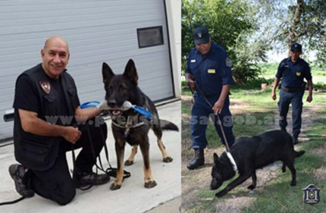 Entrenamiento canino