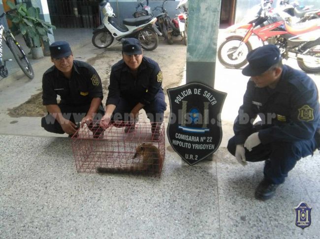 Oso melero