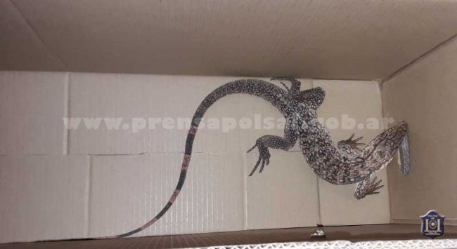 La iguana recuperada