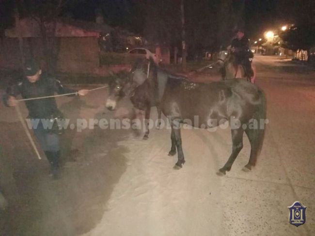 Animales sueltos en la ruta