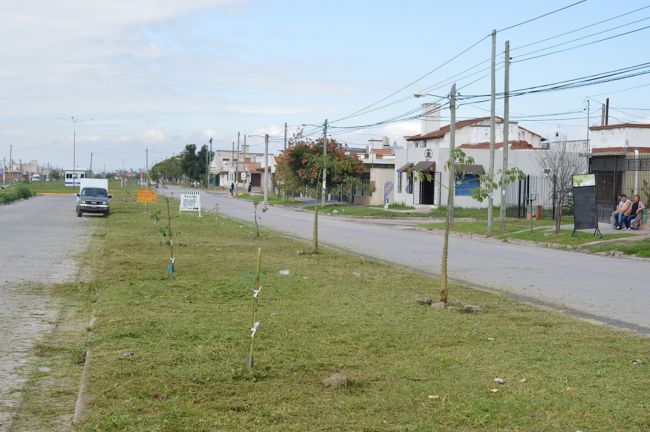 Forestación en El Huaico