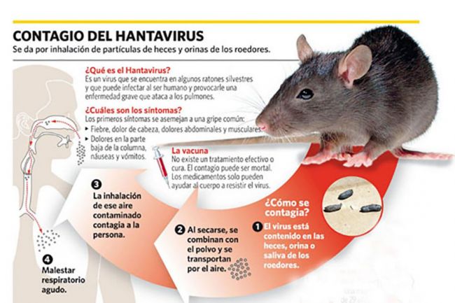 Prevención del hantavirus