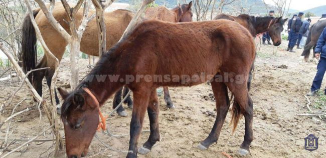 Caballos maltratados
