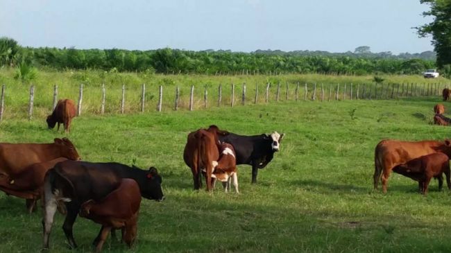 A juicio por robo de ganado