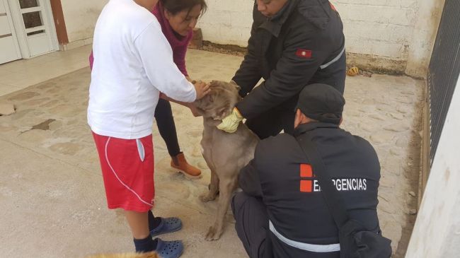 Vacunación de mascotas