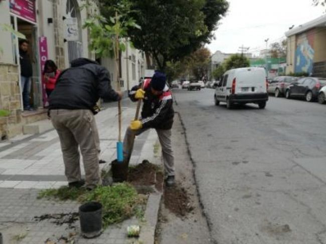 Plantación de lapachos