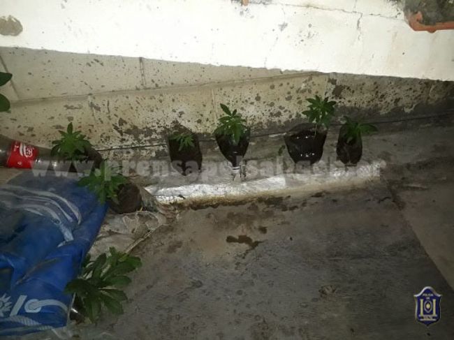 Plantas de cannabis